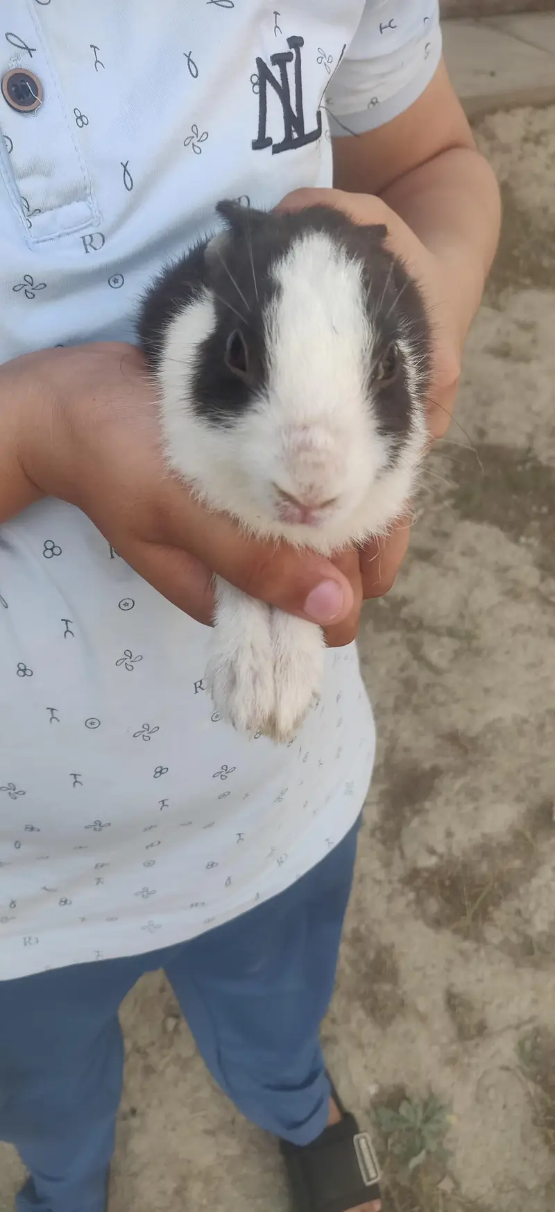 rabbit for sale pair online delivery available hay — photo 3