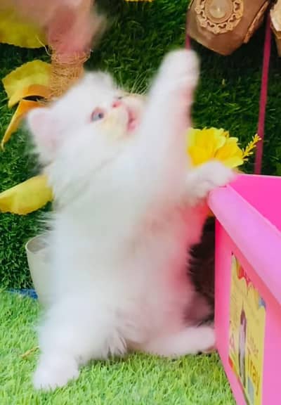 Persian cat for my sale my Watsap Number 03*09*37*11*428
