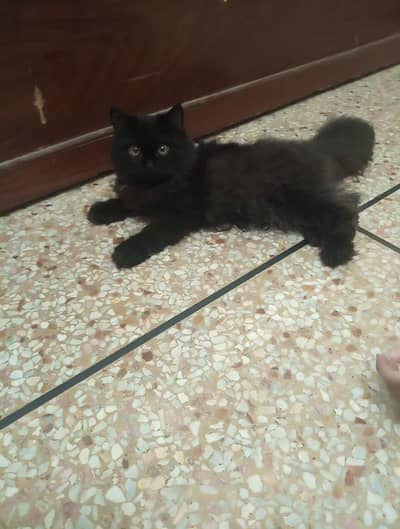persian catt