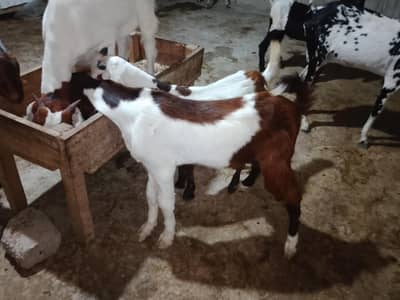 5 male bachy for sale