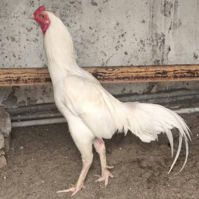 White Aseel Murga For Sale