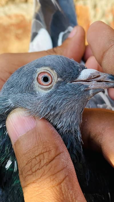 dub wali x tasveer Wala male pair for sale