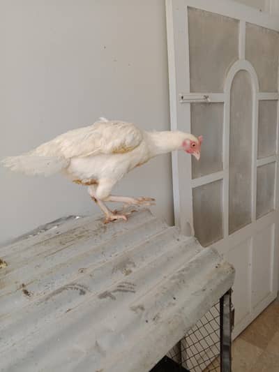 hens bangum white paper madii