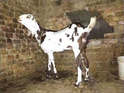 Ghabban Bakri 4 sale