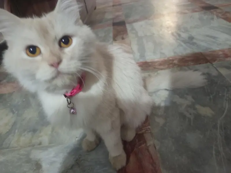 Persian Cat  kittens  and mix breedl face With 2 kittens