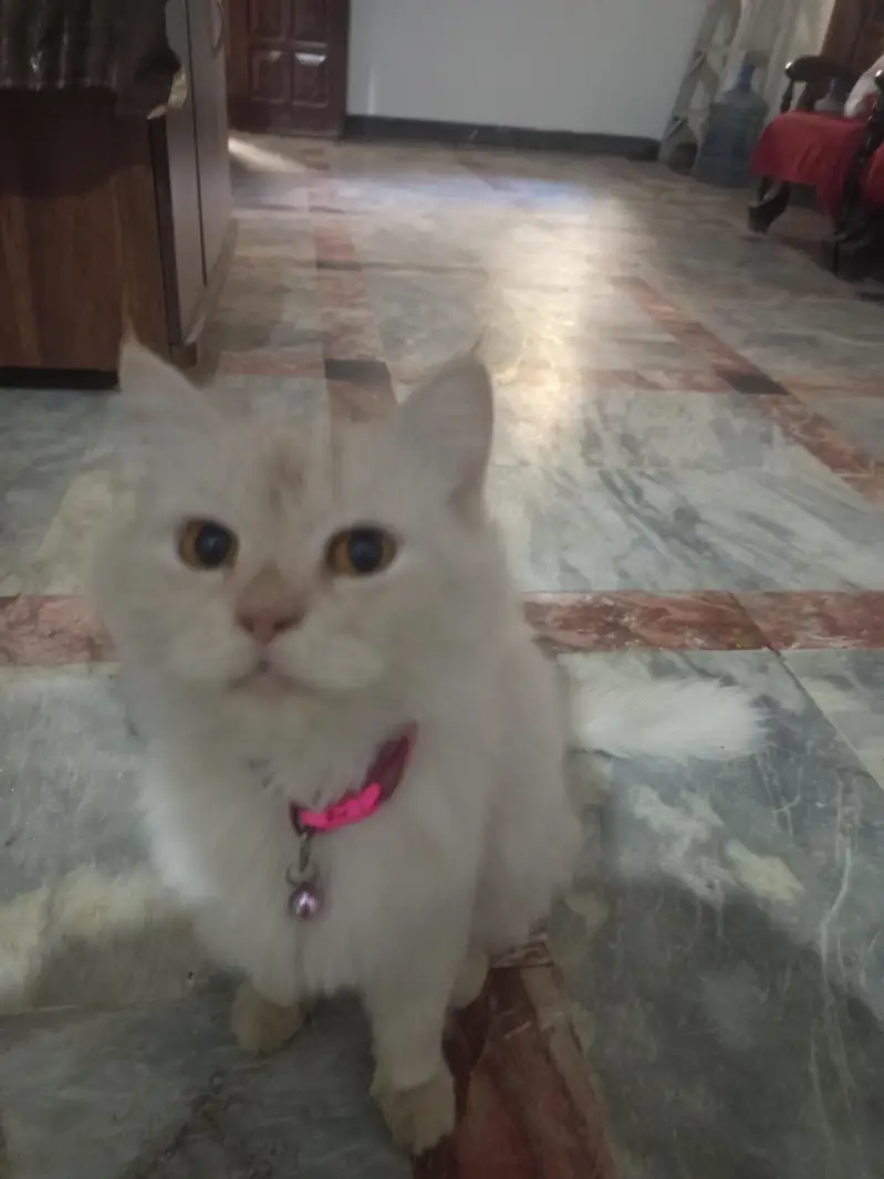 Persian Cat  kittens  and mix breedl face With 2 kittens — photo 4