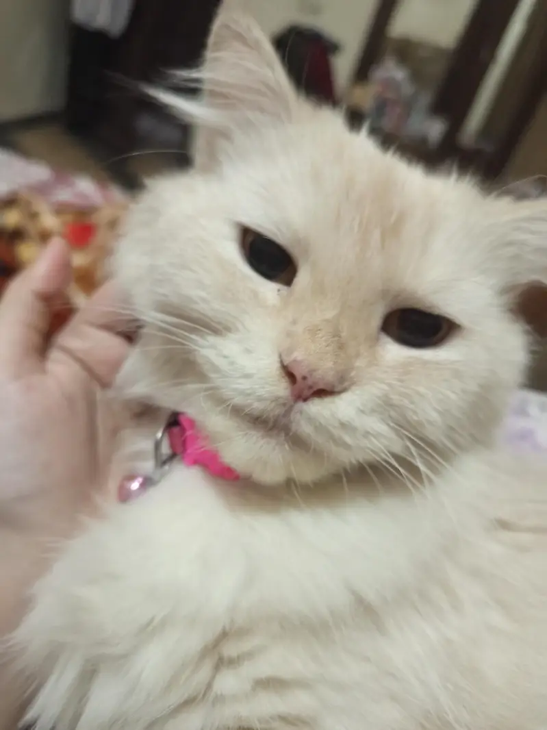 Persian Cat  kittens  and mix breedl face With 2 kittens — photo 5