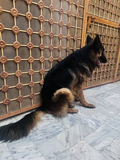 2 German Shepherd Double code
