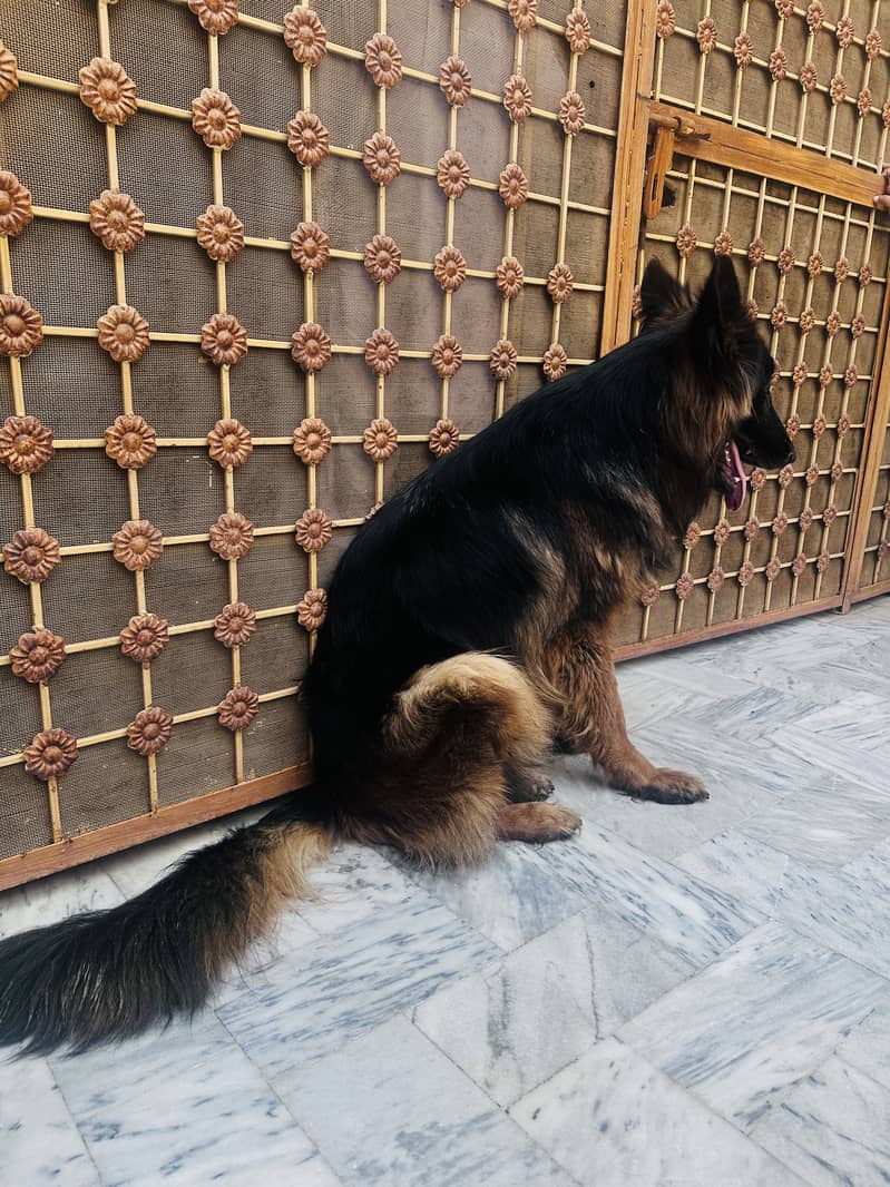2 German Shepherd Double code 0