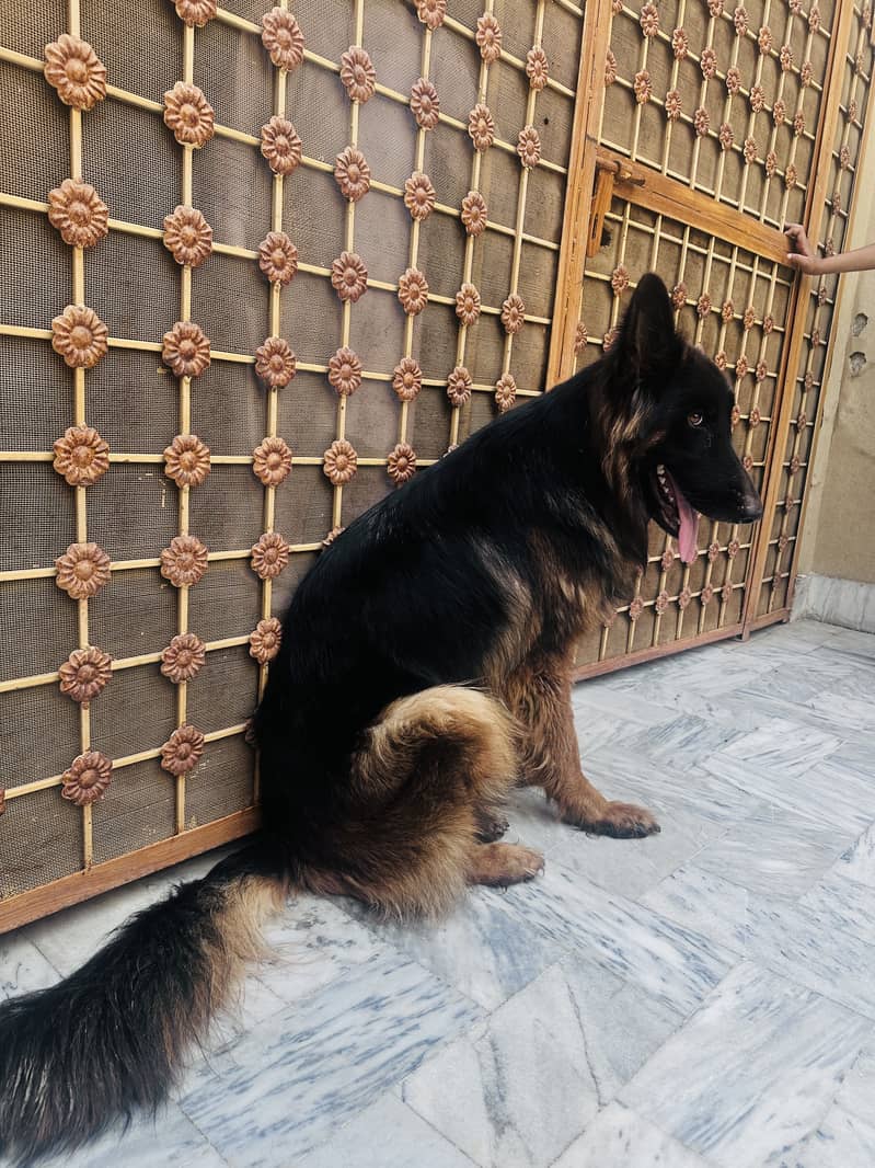 2 German Shepherd Double code 1