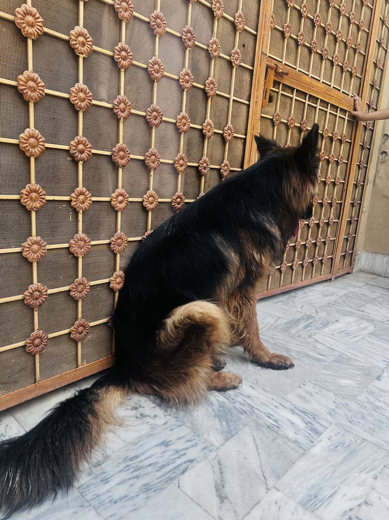 2 German Shepherd Double code 2