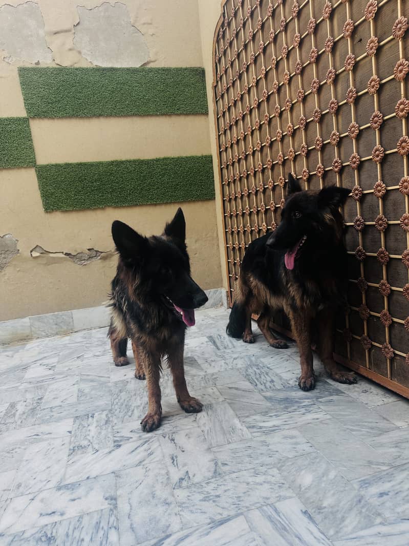 2 German Shepherd Double code 3