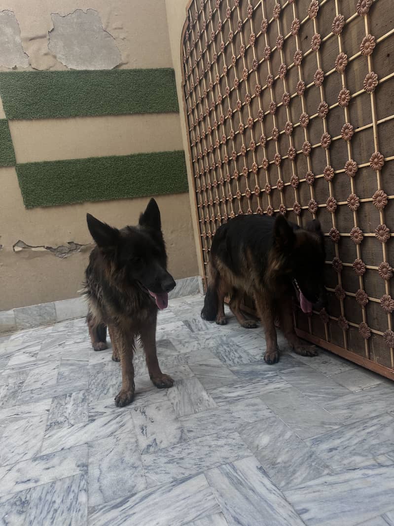 2 German Shepherd Double code 4