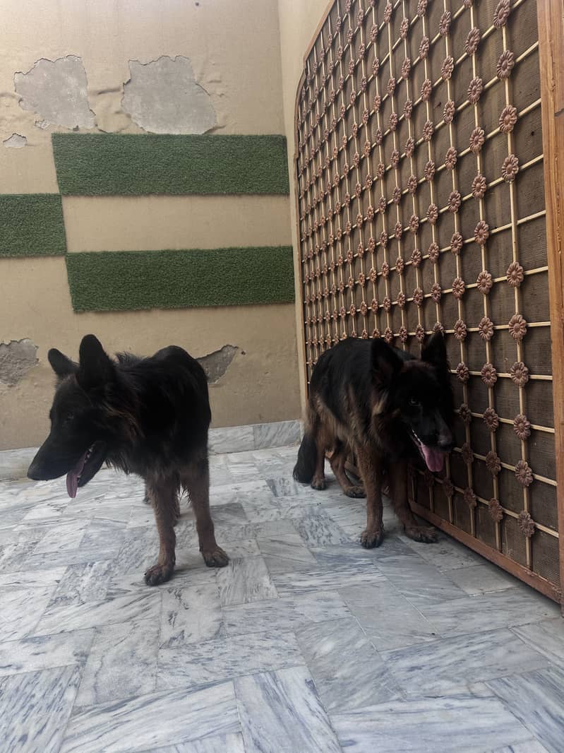 2 German Shepherd Double code 5
