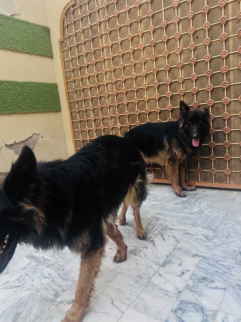 2 German Shepherd Double code 6