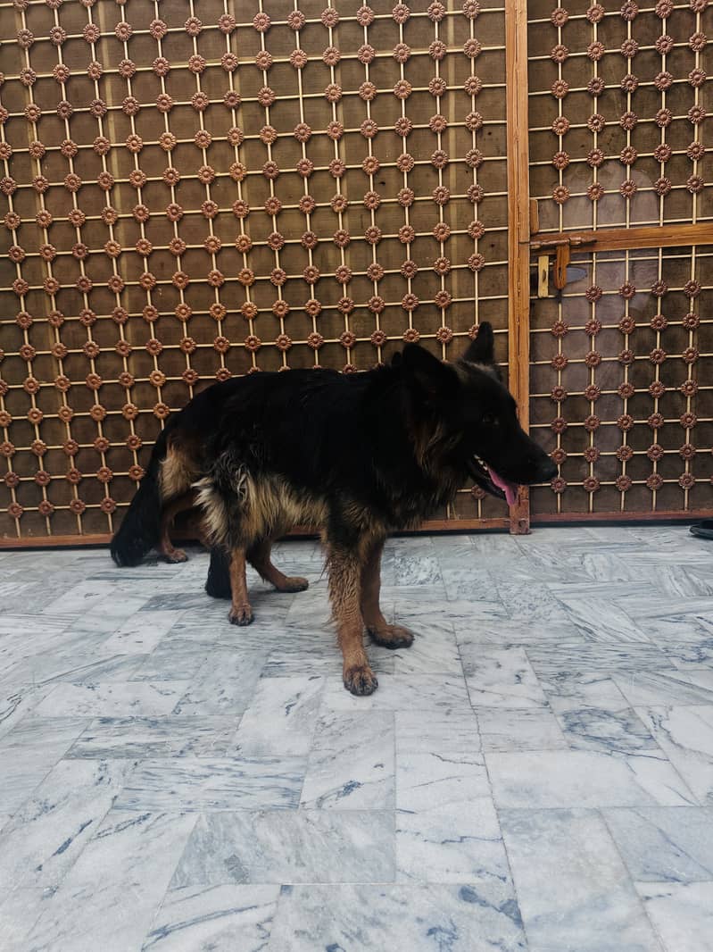 2 German Shepherd Double code 7