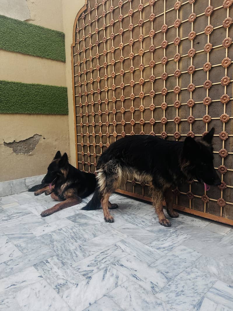 2 German Shepherd Double code 8