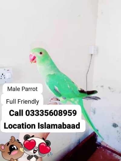 Fixed 5,500 Hand Tamed Friendly Green Ring Neck Male Parrot Jumbo Size