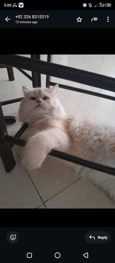 persian cat or kittens