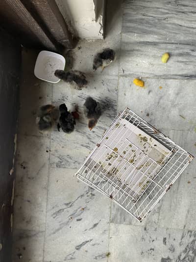 Chicks