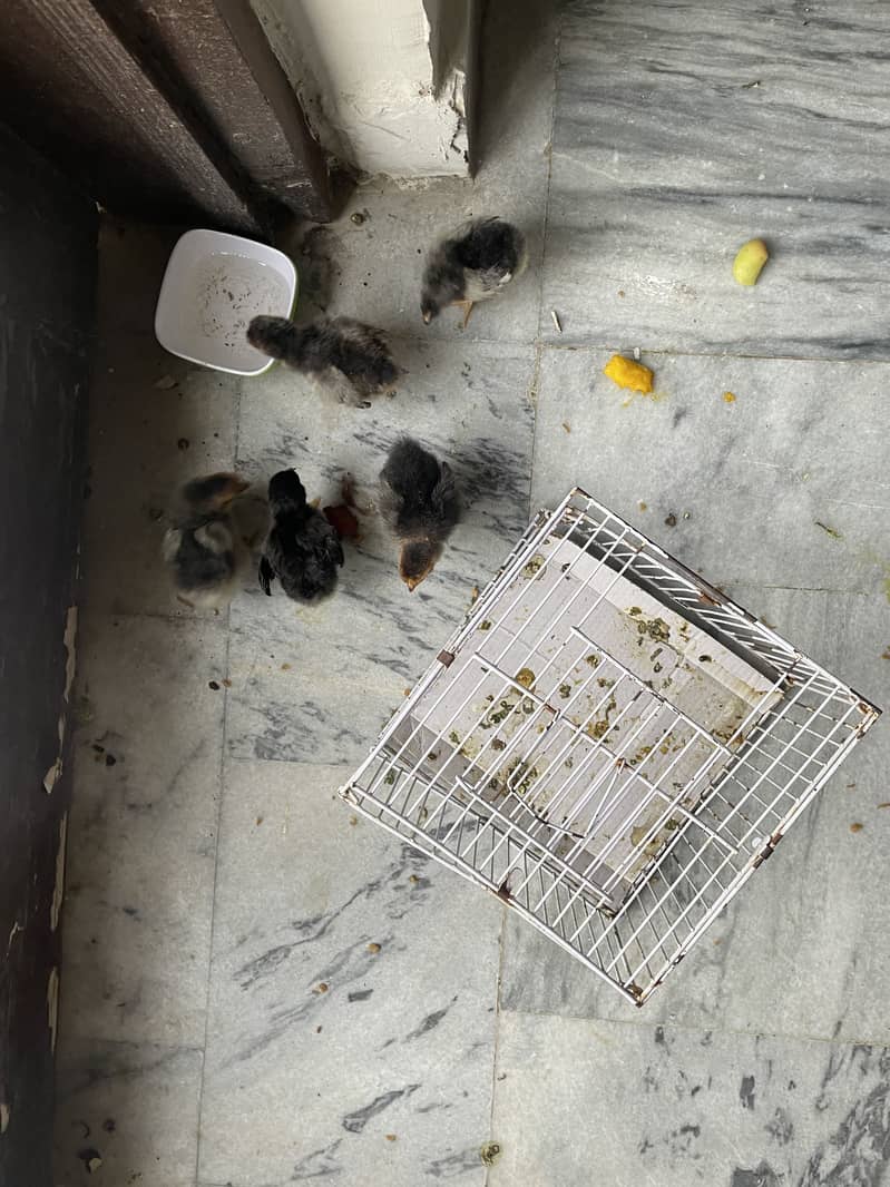 Chicks 0