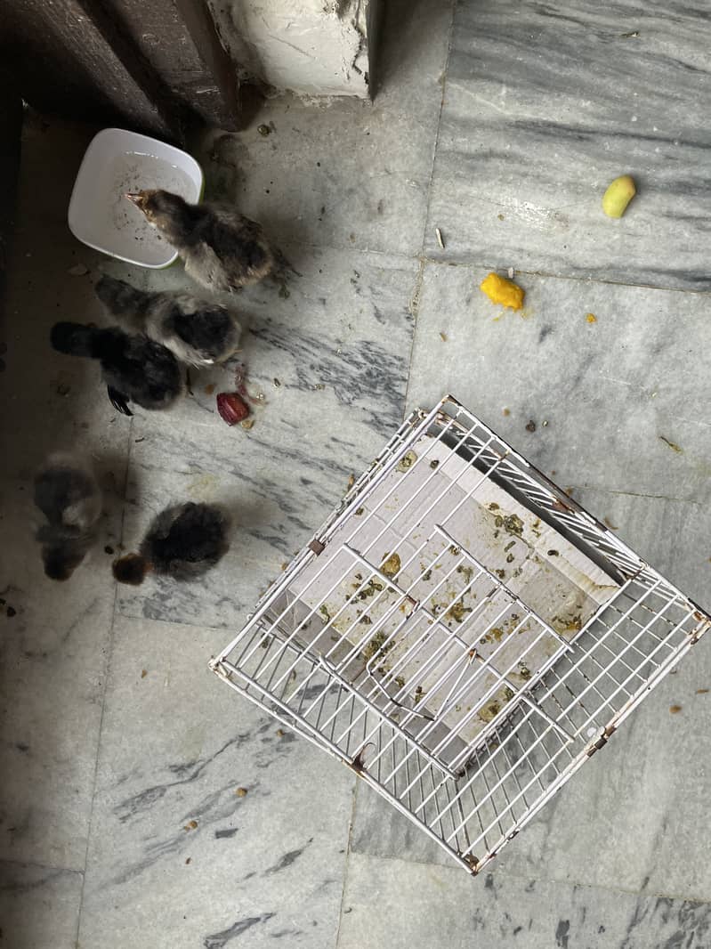 Chicks 1