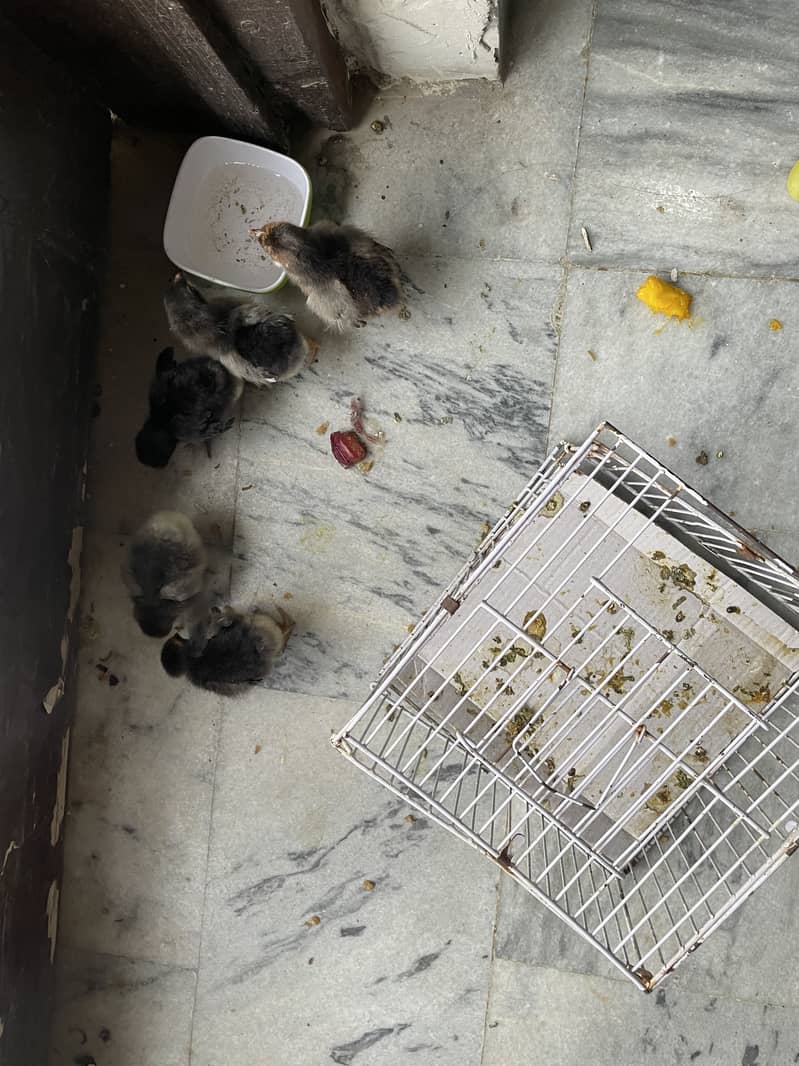 Chicks 2