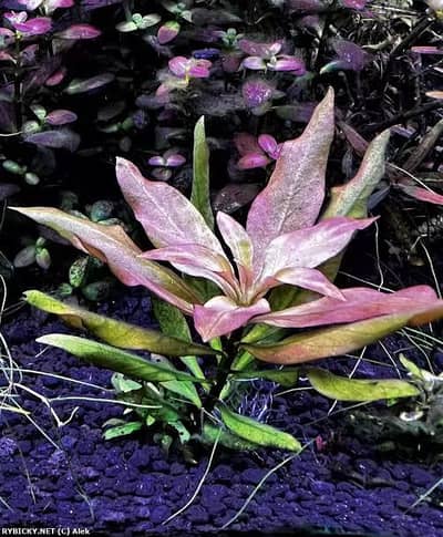 Aquatic plants