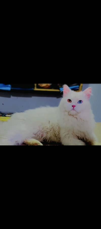 jerry