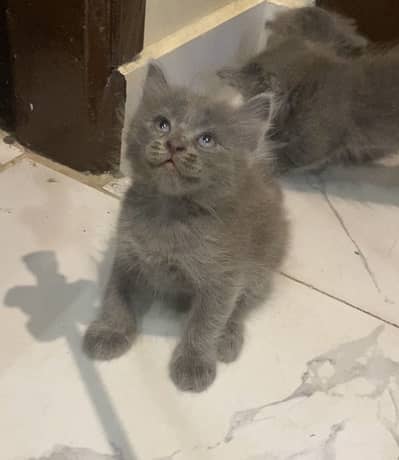 British Kittens