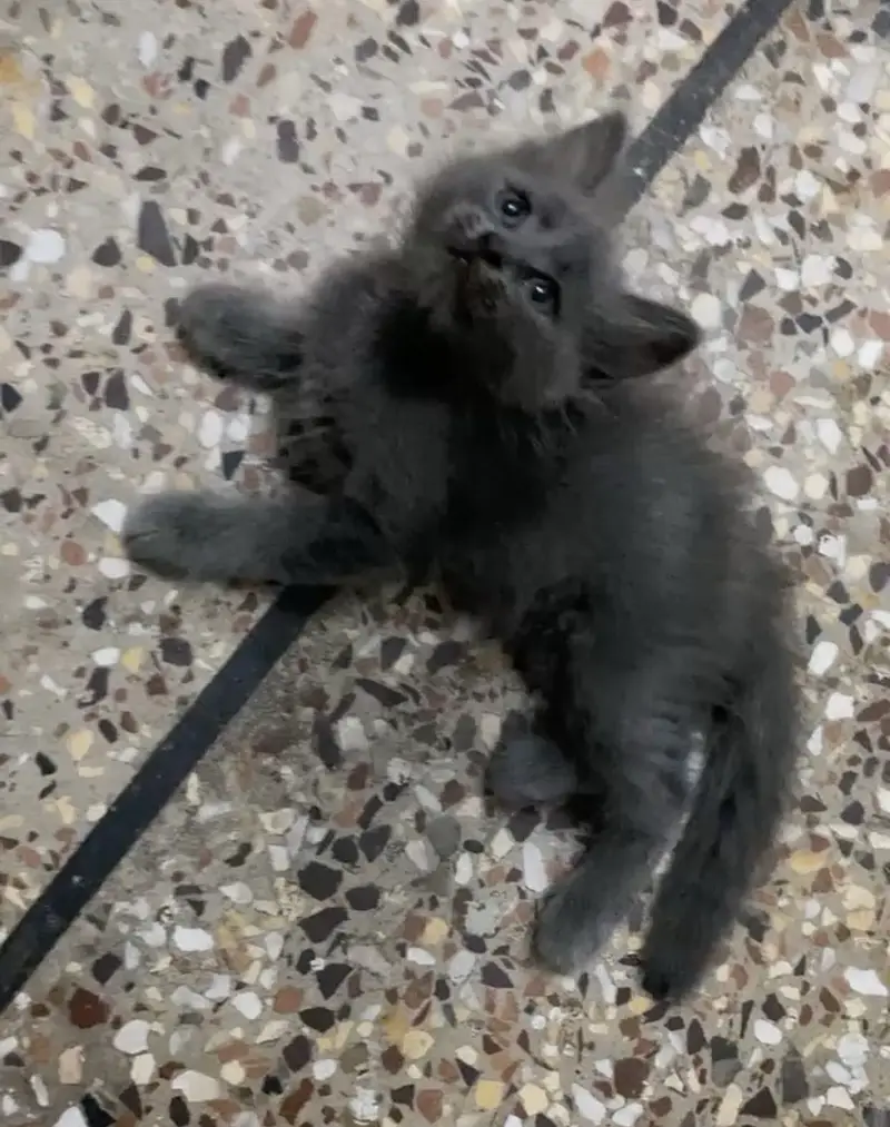 British Kittens — photo 2