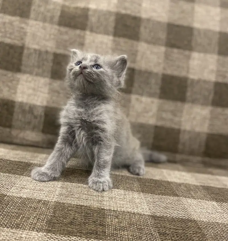 British Kittens — photo 3