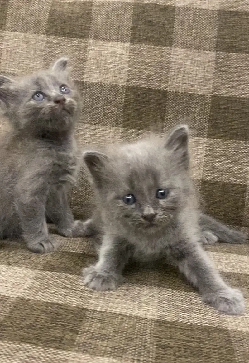 British Kittens — photo 4