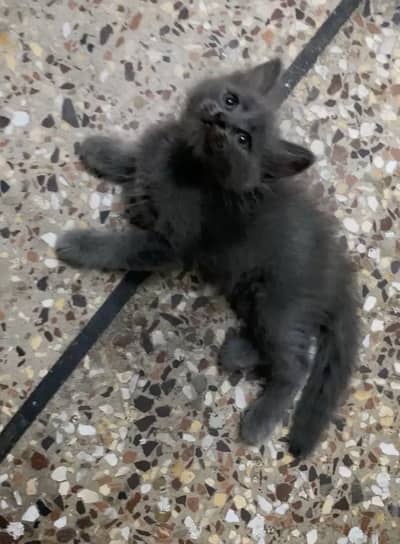 British Kittens