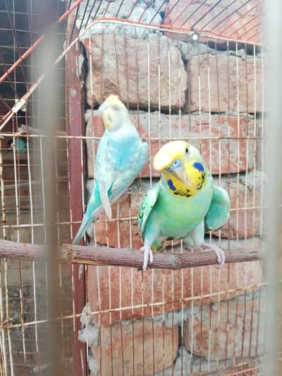 Tcb king size crusted hogo split male with hogo split female