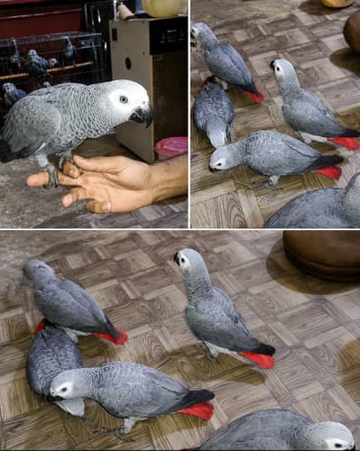 Premium African Congo grey parrot chicks