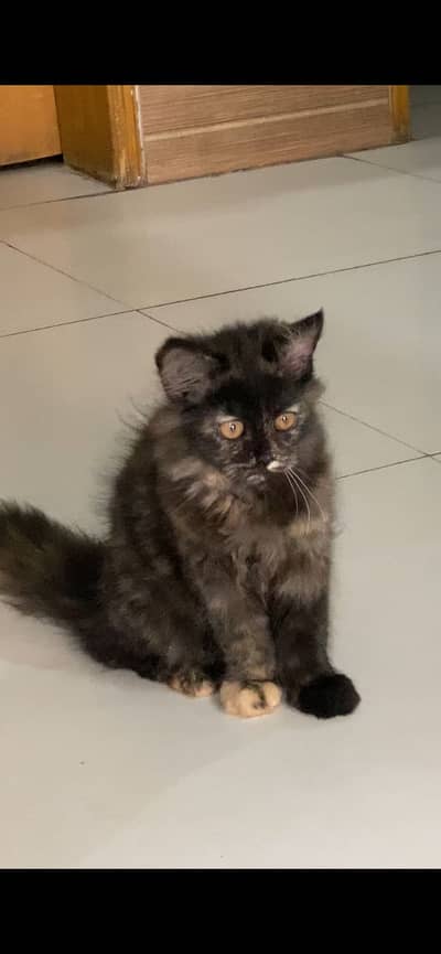 Persian Female Kitten