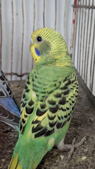 Bugies parrot