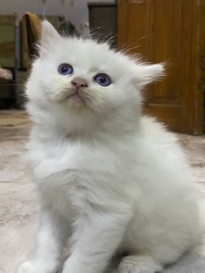 White Persian 2Month male kitten