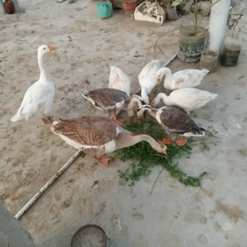 selling 8 duck — photo 2