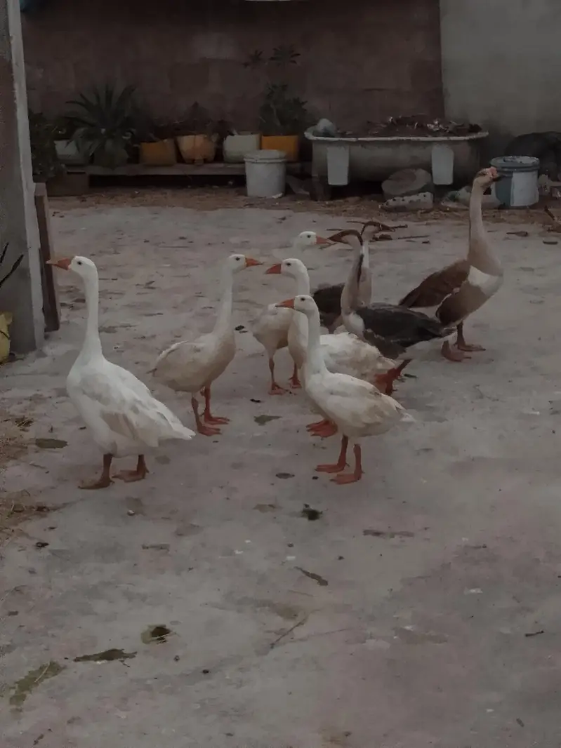 selling 8 duck — photo 3