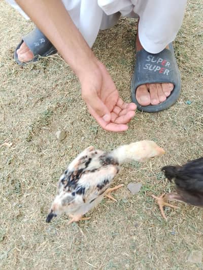 aseel shamoo preed 3 murgy hai