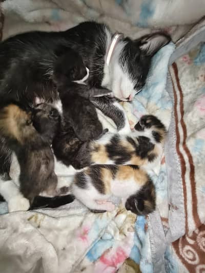 free 1 cat and 5 child home feeding