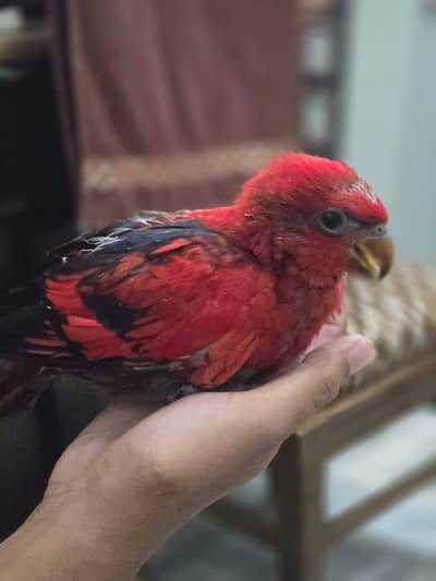 Molucan Lory