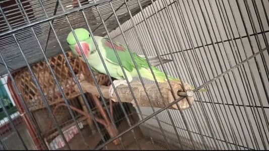 Raw parrot