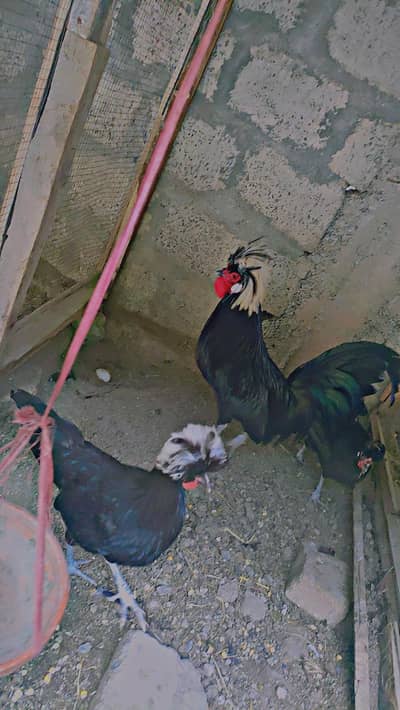 Polish breeder trio set available for sale