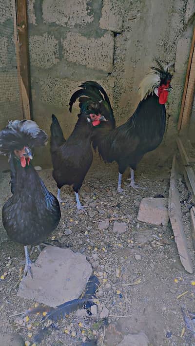 Polish breeder trio set available for sale