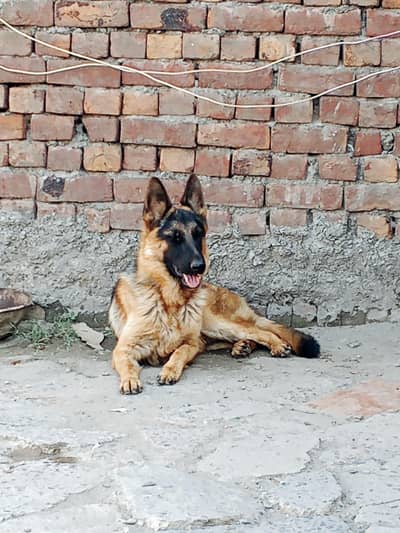 German shepherd double coat dog