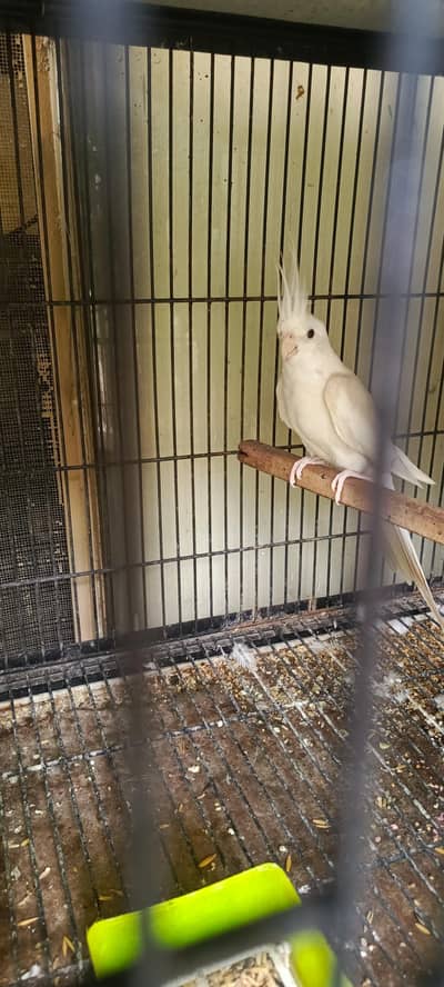eno coctail king saiz breeder pair