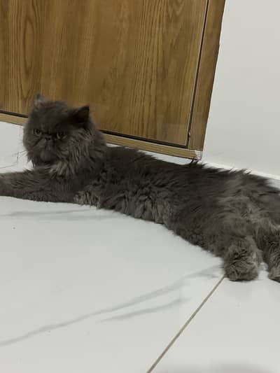 Persian male cat picky face grey colour stud male for breeding